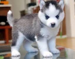 s�sse siberian Husky welpen abzugeben