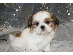 shih tzu Welpen Sch�ne!!!!