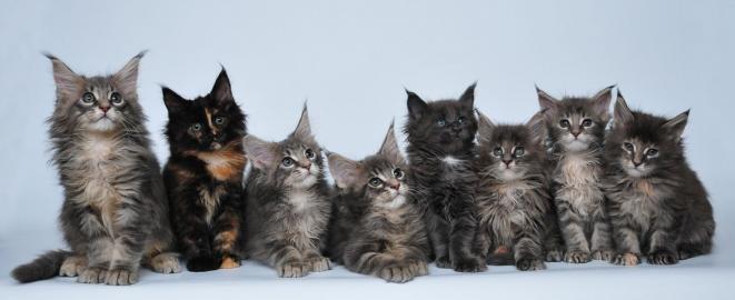 Typvolle Maine Coon K�tzchen mit Staumba