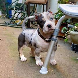 Pitbullys,American Bully, Pitbull Welpen