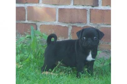 Mops Welpen mit FCI Ahnentafel