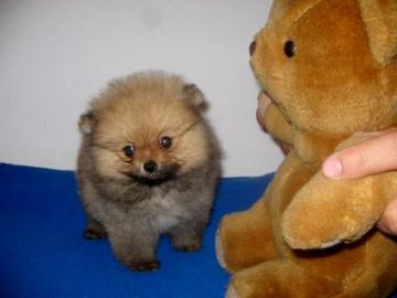 s��e Pomeranian - Zwergspitz Babys
