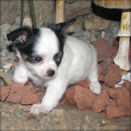 Chihuahua Babys mini fur 100 euro