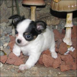 Chihuahua Babys mini fur 100 euro