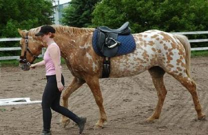Superliebe Appaloosa Stute mit Papieren