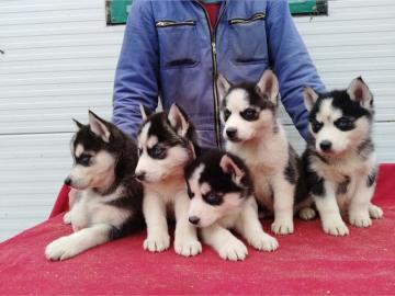 Sibirian Husky Welpen Whatsapp +33758481