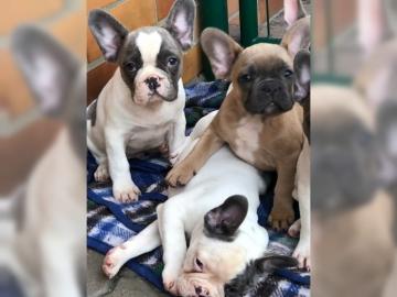 Franz?sische Bulldoggen Welpen - wei?/sc