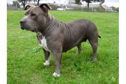 American pitbull blueline welpen