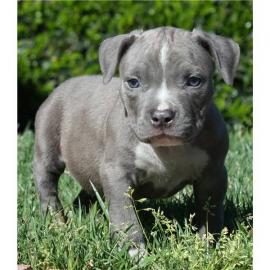 American pitbull blueline welpen