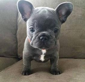 Lernen Sie die Franz�sischen Bulldoggenw