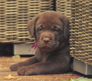 Labrador Retriever Puppies!
