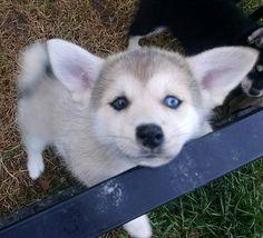 Reinrassige Pomsky. . . . 