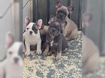 Franz?sische Bulldogge Welpen