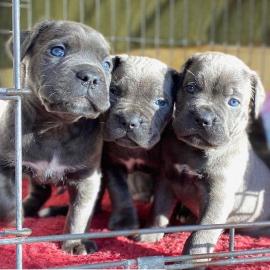 Cane Corso Welpen    300 EUR