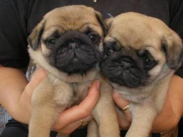 mops welpen