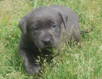 S��e Labrador Welpen, allen Farben