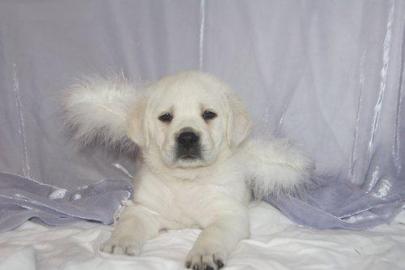 S��e Labrador Welpen, allen Farben