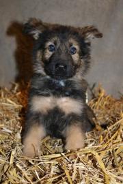 Altdeutsche Sch�ferhund Welpen rein DDR