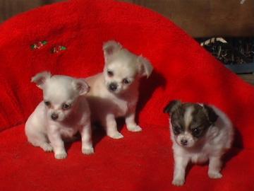 Bildsch�ne Chihuahua Welpen!!!