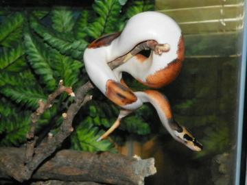 1,1 Piebald und Albino Ball Pythons zum