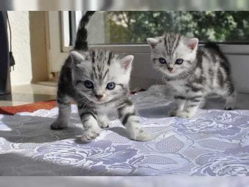 BKH silber tabby classic mit Papieren