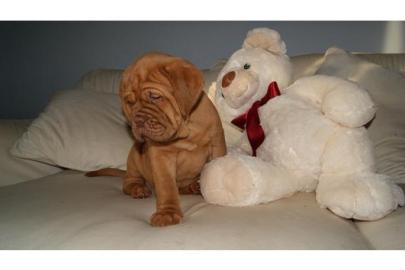 Sch�ne Bordeauxdoggenwelpen  mit Papiere
