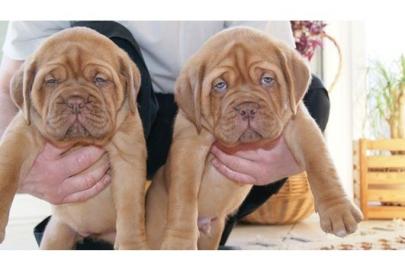 Sch�ne Bordeauxdoggenwelpen  mit Papiere