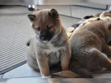 Reinrassige Shiba Inu Welpen suchen bald