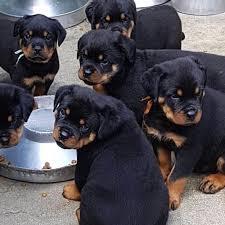 Rottweiler Welpen