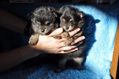 Zwergspitz / Pomeranian Welpen