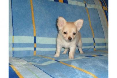 3 wnderschne Chihuahua Welpen (Hndin