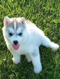 S?sse Siberian Husky Welpen