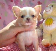 Superkleine Chihuahua Welpen