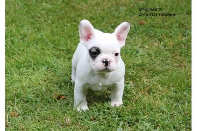 Franz�sische Bulldoggen Welpen, abgabebe