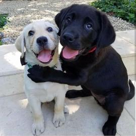 Wundersch?ne Labradorwelpens??e Welpen w