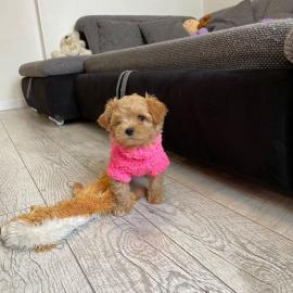 Sehr s??e charmante Maltipoo-Welpen