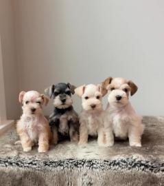 SCHNAUZER-WELPEN BEREIT F�R GUTE FAMILIE