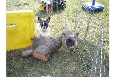 *Franz�sische Bulldoggen Welpen*