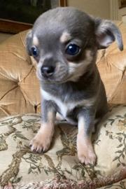 Mini  Chihuahua Welpe whatsapp nummer +4