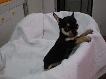 Chihuahua Welpen Mini