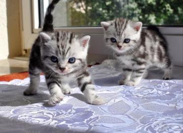 BKH whiskas K�tzchen Black/silver Tabby