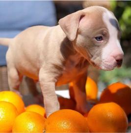 American Staffordshire Pitbull Terrier
