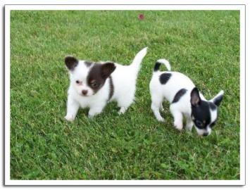 Niedliche chihuahua-welpen mit vdh/fci p
