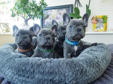 Franz?sische Bulldoggen
