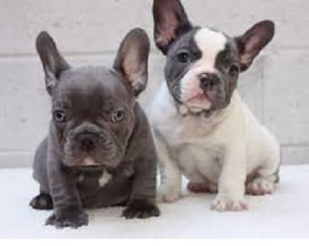 Franz?sische Bulldogge Welpen WhatsApp +