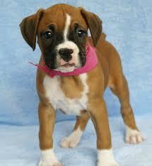 Boxer Welpen zu verkaufen whatsapp numme