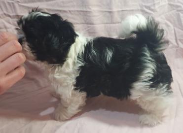 Fanji Shih Tzu
