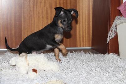 Zwergpinscher-Zwergrehpinscher-Rehpinsch