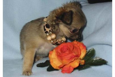 mini MiNi Chihuahua Welpen !Papiere! sehr ede