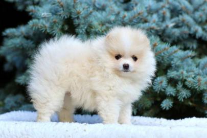 Pomeranian Reinrassige Welpen mit Pap. 
